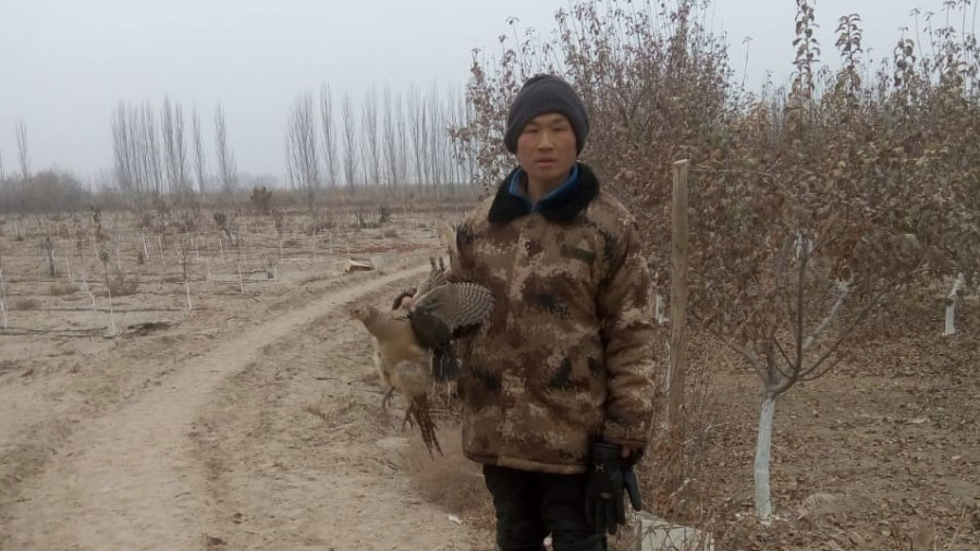  孔元峰在新疆阿克苏看守果园。